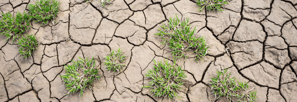 Dry, cracked ground with several small plants, the opposite of an oversaturated climate